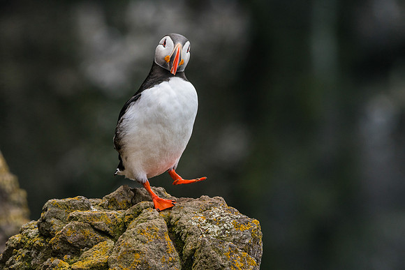 Puffin-160716_DSC6477