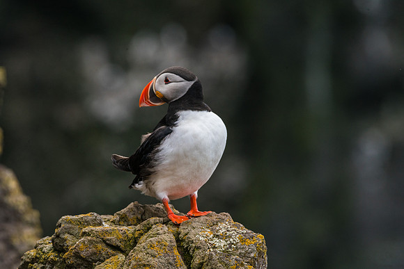 Puffin-160716_DSC6505