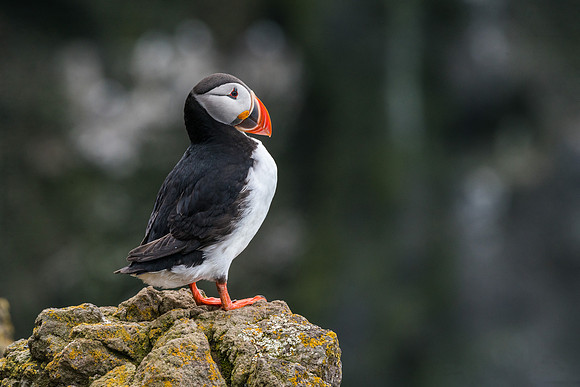 Puffin-160716_DSC6473
