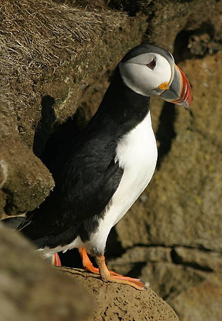 Lundi - Puffin