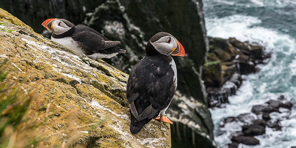 Puffin-160716_DSC6203