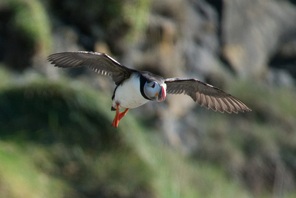 Puffins-160828_DSC2320