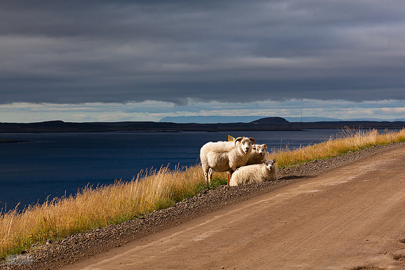 Skógarströnd
