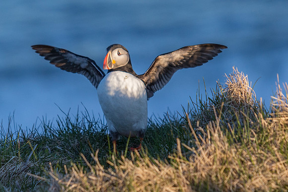 Puffins-150518_MG_1447