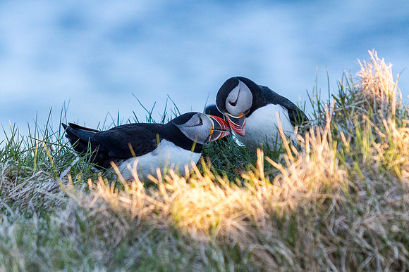 Puffins-150518_MG_1521