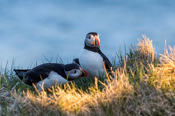 Puffins-150518_MG_1536