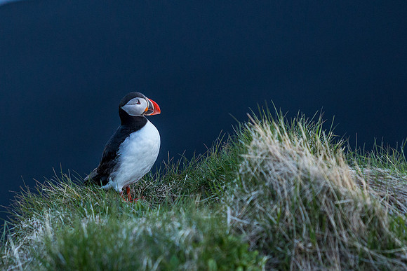 Puffins-150518_MG_1552