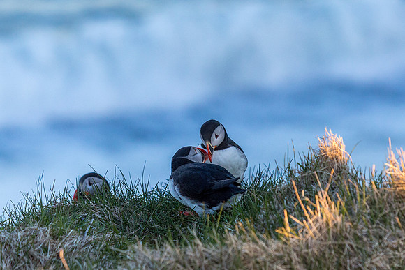 Puffins-150518_MG_1582
