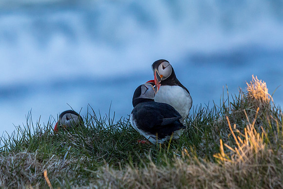 Puffins-150518_MG_1584