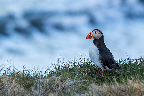 Puffins-150518_MG_1607