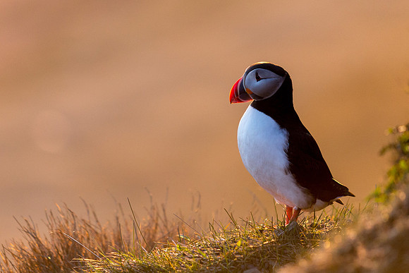 Puffins-150518_MG_1635