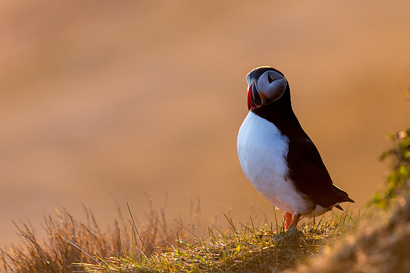 Puffins-150518_MG_1636