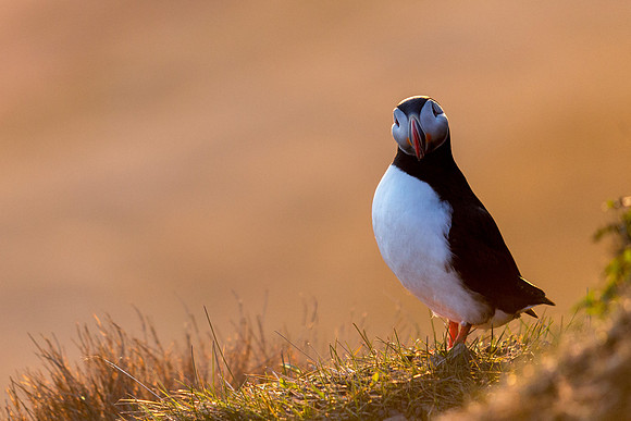 Puffins-150518_MG_1637
