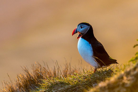 Puffins-150518_MG_1649