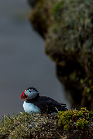Puffins-150518_MG_1663