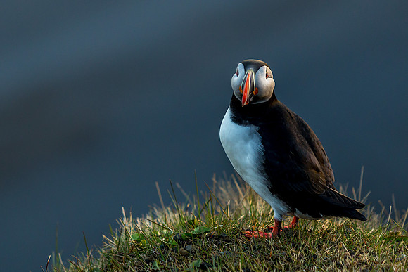 Puffins-150518_MG_1669