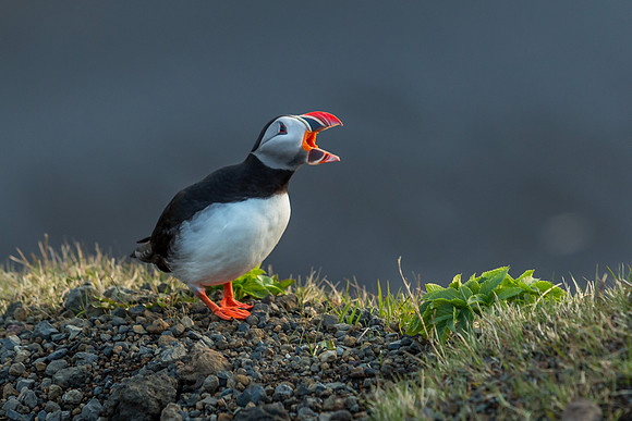 Puffins-150518_MG_1697
