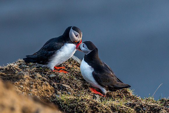 Puffins-150518_MG_1743