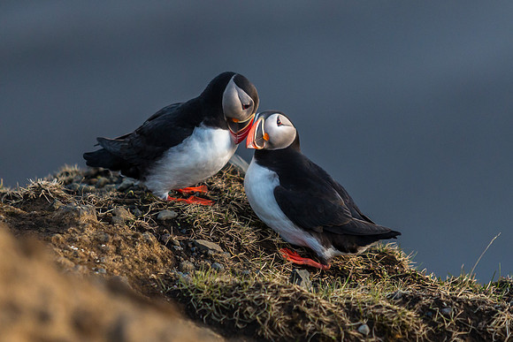 Puffins-150518_MG_1740
