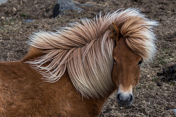 Icelandic horses-150521_MG_2730