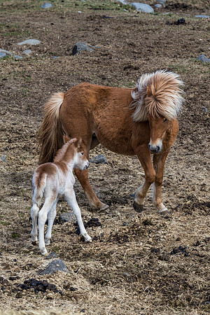 Icelandic horses-150521_MG_2737