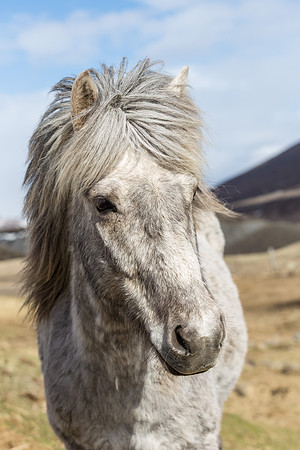 Icelandic horses-150521_MG_2755