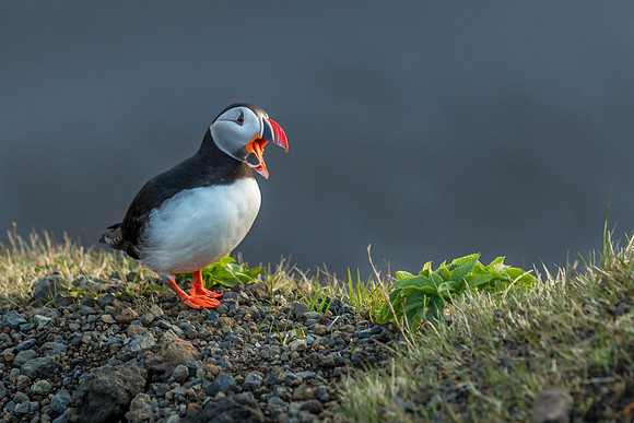 Puffins-150518_MG_1694