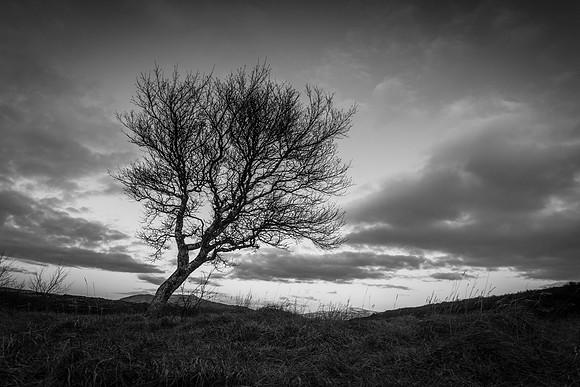 Tree-300313_MG_3301