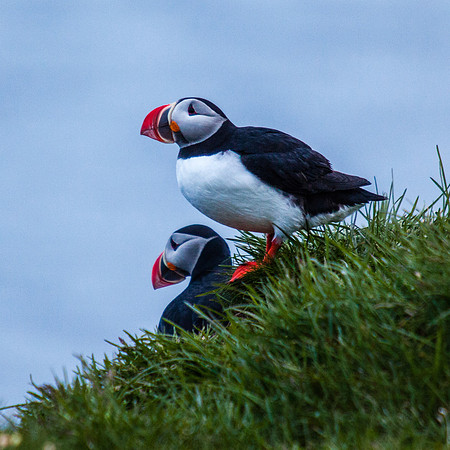 Puffins