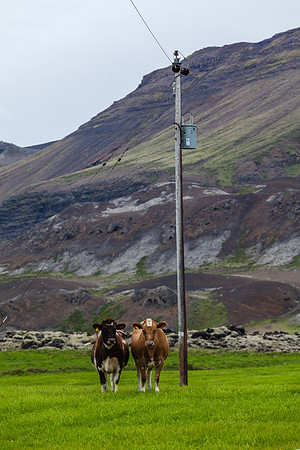 Kýr-250613_MG_2305