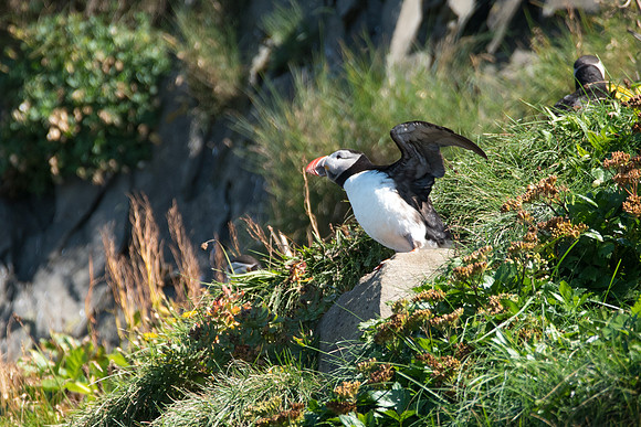 Puffins-160828_DSC2351