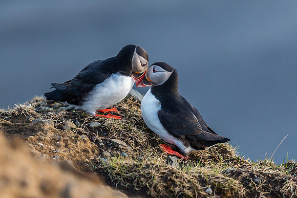 Puffins-150518_MG_1739