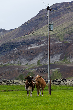 Kýr-250613_MG_2303