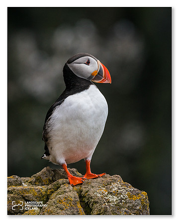 Puffin_portrait_1
