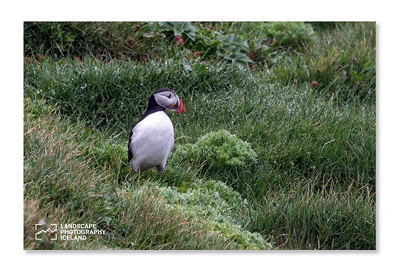 Puffin_280516