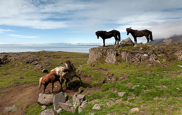 Hestar í Hornafirði