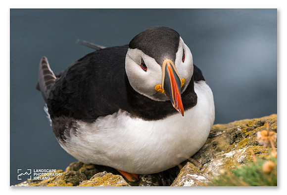 Puffin_sitting_1