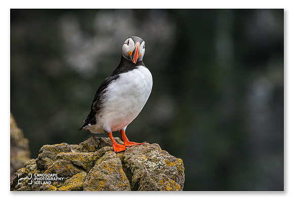 Puffin_standing_1