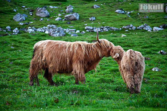 Shetland cows at Kirkjubær