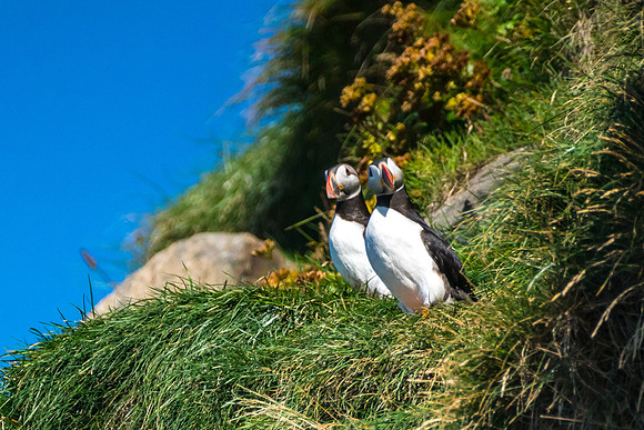 Puffins-160828_DSC2511