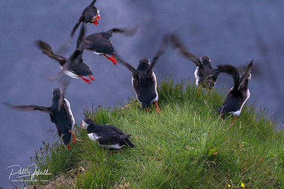 Puffins_A657791