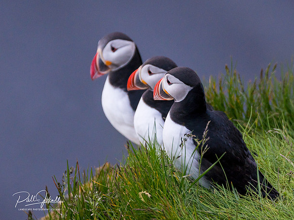 Puffins_A657925
