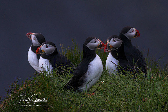 Puffins_A657893
