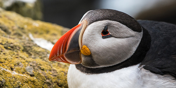 Puffin-160716_DSC6180