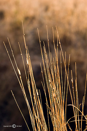 Morgunbirta_101109_MG_1346