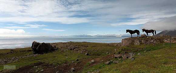 Hestar í Hornafirði