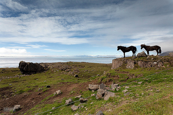 Hestar í Hornafirði