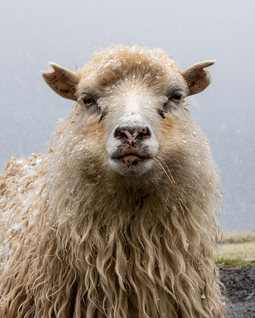 Sheep_DSC8233