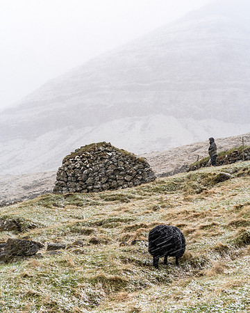 Sheep_DSC8230