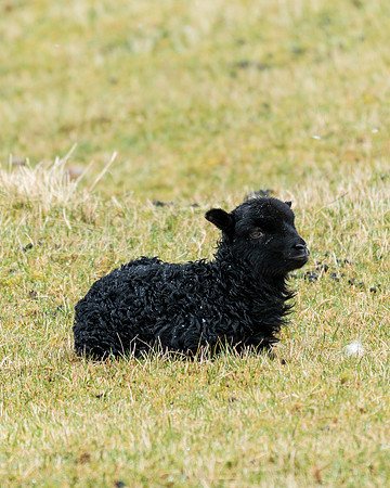Lamb_DSC8329